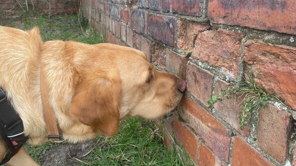 UK Scent Sport - Scent Detection Class 