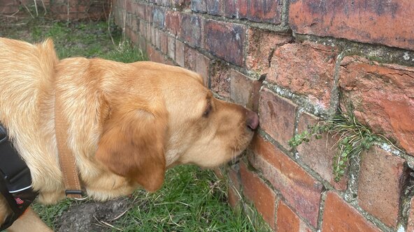 Scent Detection 121 - available for booking 