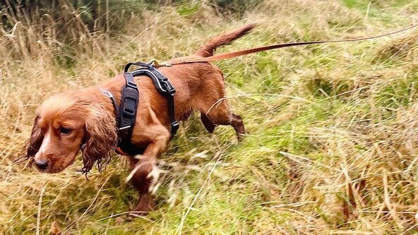 Introduction To Mantrailing For Pet Dogs
