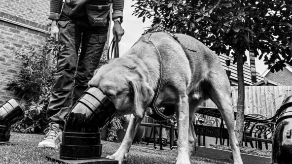 Scent Detection 121 - available for booking 