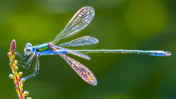 Dragonfly Development Circle