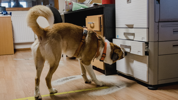 National Nosework Association - Interior Entry Trial 