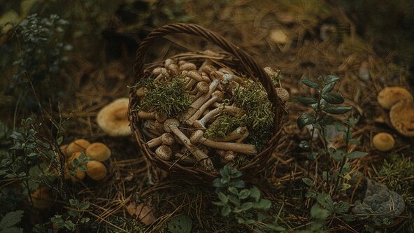 "The Forager Within" Walk, Forage & Lunch
