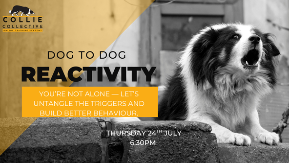 Dog to Dog Reactivity: You're not alone, Lets untangle the triggers and build better behaviour. 