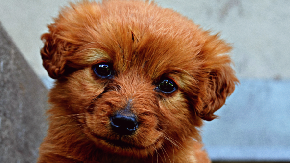 Socialisation & Manners Course