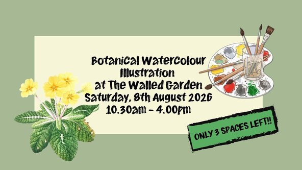 Botanical Watercolour Illustration at The Walled Garden, Helen’s Bay Saturday 8th August 2026
