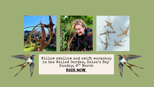 Weave Willow Swallows and Swifts in the Walled Garden Sunday 8 March 2026