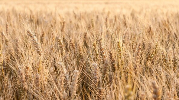Lammas Yoga Nidra & Poetry