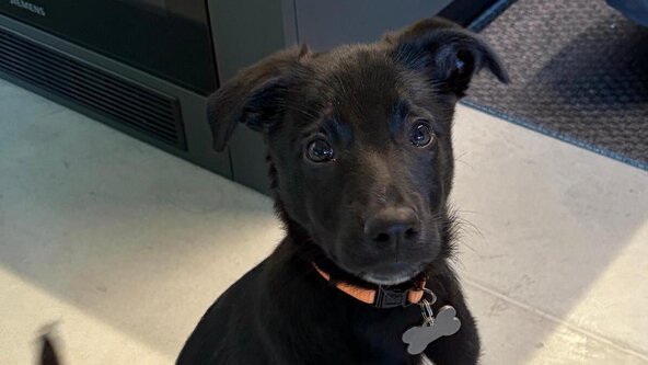 Corso teorico obbligatorio per futuri detentori di cani con Giammarino Margot