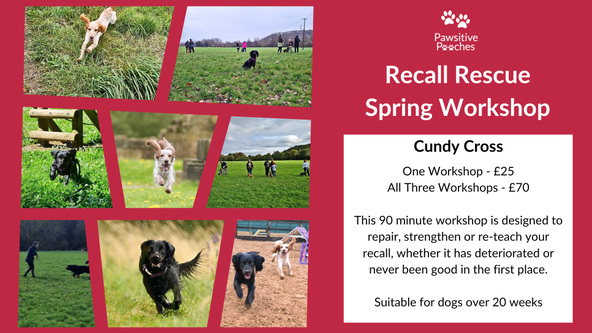 🌸 Spring Workshop - Recall Rescue