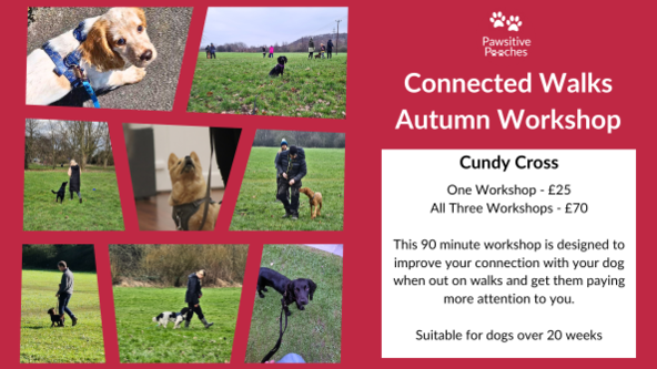 🍂 Autumn Workshop - Connected Walks