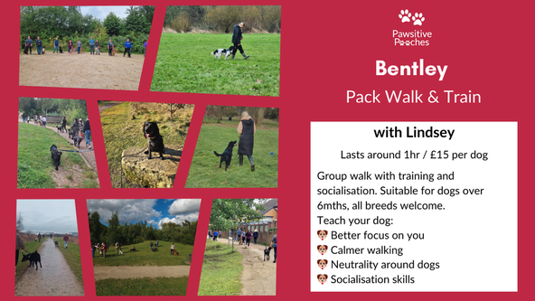 🐾 Bentley Pack Walk & Train