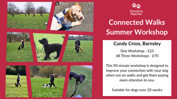 ☀️ Summer Workshop - Connected Walks