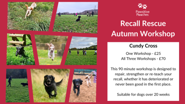 🍂 Autumn Workshop - Recall Rescue