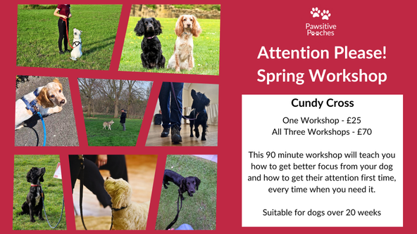 🌸 Spring Workshop - Attention Please!