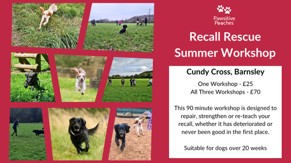 ☀️ Summer Workshop - Recall Rescue
