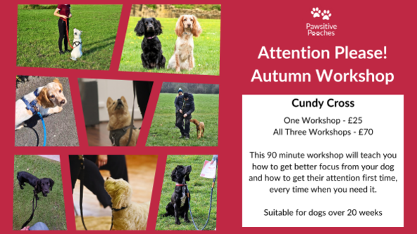 🍂 Autumn Workshop - Attention Please!