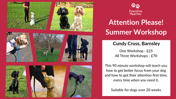☀️ Summer Workshop - Attention Please!