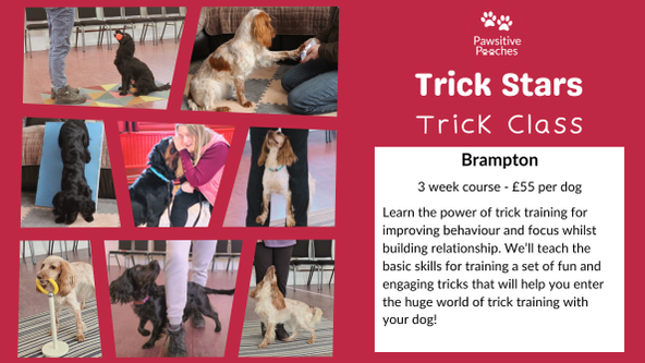 💫 Brampton Trick Stars 3 Week Class