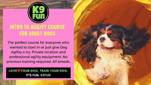 Newtown - Agility - LEVEL 1 - Intro to Agility (Adults) - Start 21/06/25