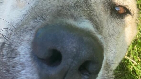 NNA Foundation Level Trial Gun Oil at Cliffe Woods Kent