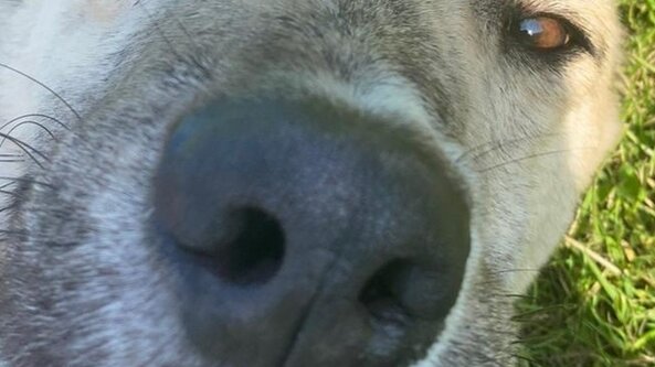 NNA ENTRY TRIAL- Gun Oil at Rides Farm