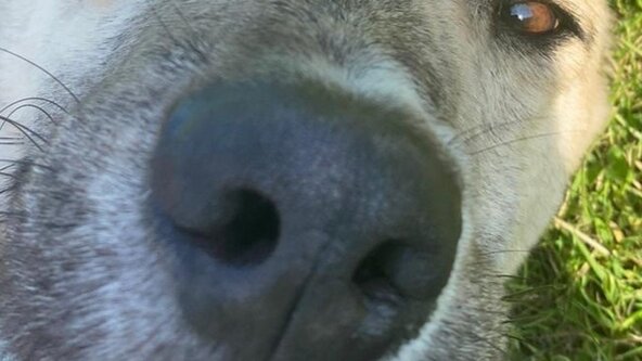 NNA Enhanced Trial at RHDR New Romney 