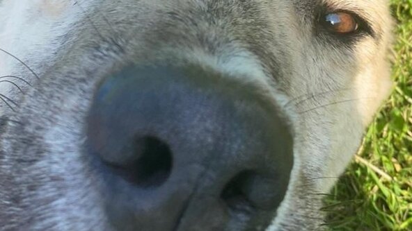 NNA Foundation Trial on Gun oil at Old Romney 