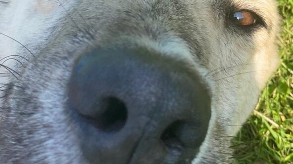 NNA ENHANCED TRIAL- Gun Oil at Rides Farm