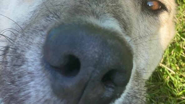 NNA Foundation Trial Gun Oil at Cliffe