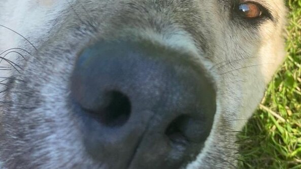 NNA Foundation Trial Gun Oil at Aldington, Kent