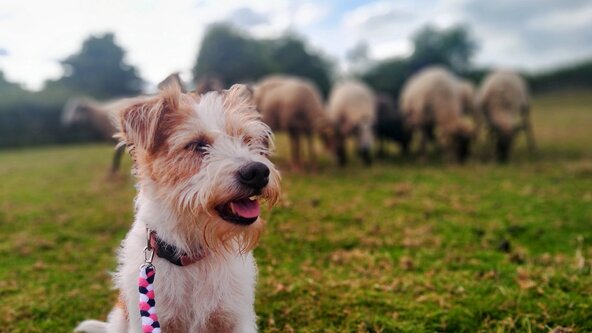 Positive control around sheep and other distractions