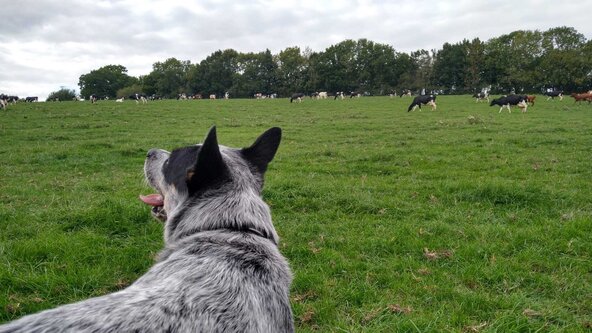 Positive control around sheep and other distractions - follow up!