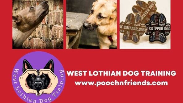 Scent Detection: Skill-Up