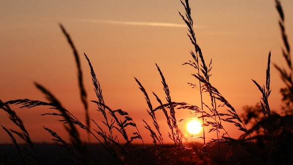 Burton Farm -Summer Solstice Celebration 