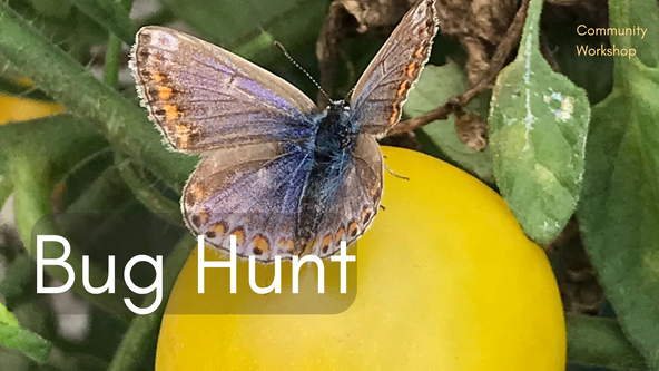 Bug Hunt with Steph - All ages welcome