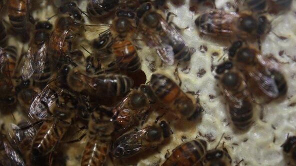 Home Education session - Bees and Invertebrates