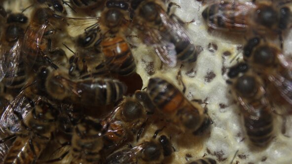 Early Years - Busy Buzzy Bees