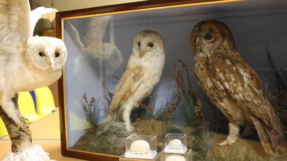 Early Years - Twit Twoo