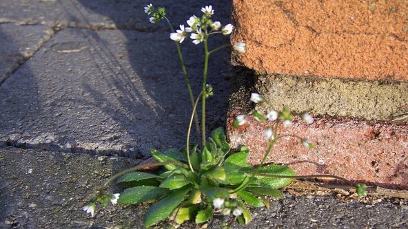 Tea & Talk - Winter Flowers