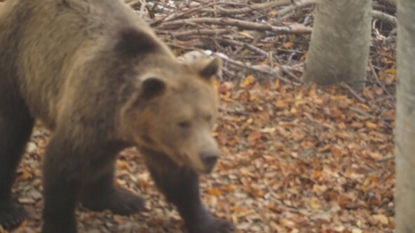 Museum Explorers - Beautiful Bears