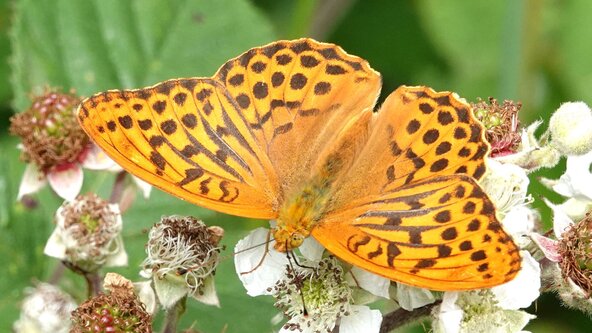 Bioblitz Walk with Haslemere Natural History Society
