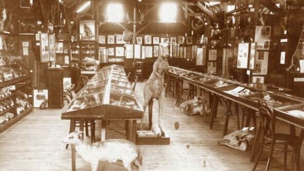 Tea & Talk - Founding Collections