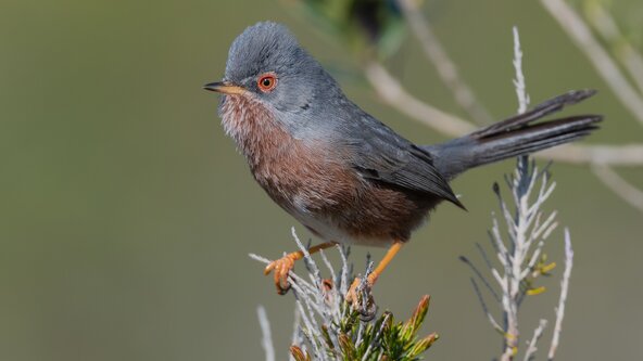 Birds of the Heathlands- How are they faring on our local heaths. 