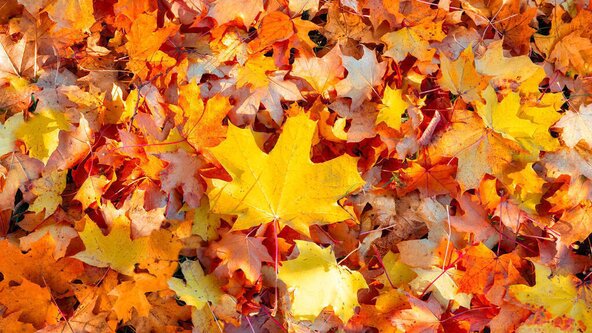 Early Years - Lovely Leaves