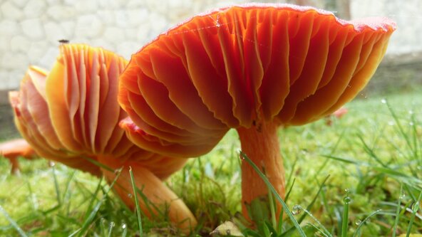 Tea & Talk - Fungi