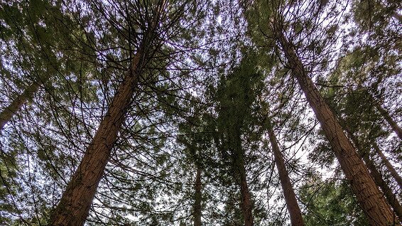 The Secrets of Trees - A Guided Walk