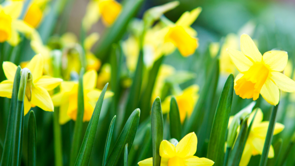 Easter Sunday Chant for Peace