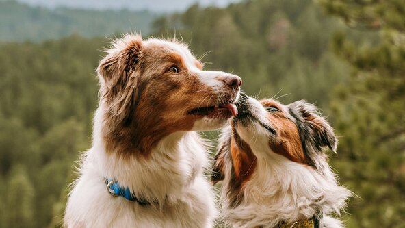 TECT Park Dog Friendly Walk