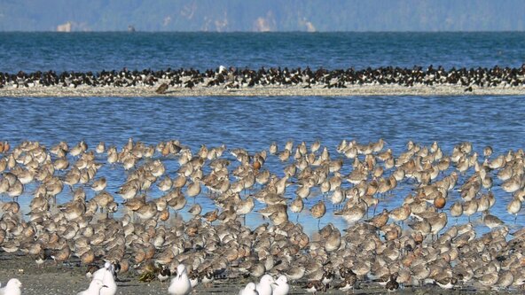 Pūkorokoro Shorebird Centre